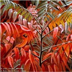 Sumac Dub - Sys Outro (Psiloshock Rework)