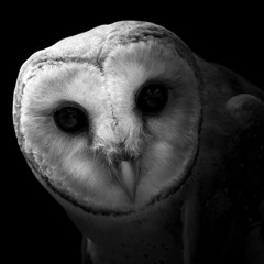 'BackThen' - THEM HUNGRY OWLS (2000)