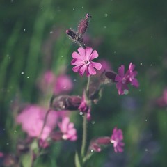 خاطرة | حبيبتي | خالد الطريري