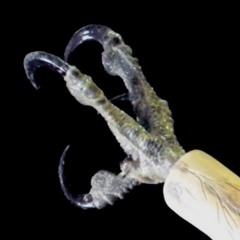 EVIL EAGLE — I KNOW YOU KNOW MY NAME