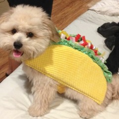 The Ukelele Man - tacos