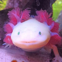 Pink Axolotl (TRAKTRAIN.COM/PASTORHERBS)