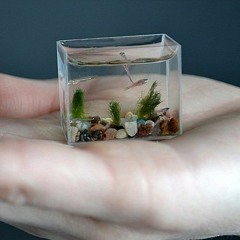 tiny fish (final mix)