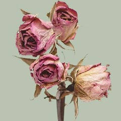 Everything <3 (Newest First)