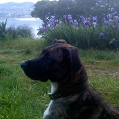 Becks Shumsk (R.I.P.)