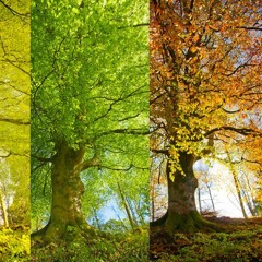 English Listening Level 1 - Lesson 18 - Seasons