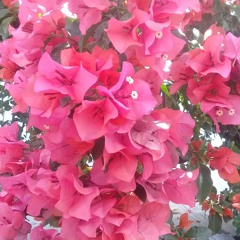 HW Camp Flog Gnaw Carnival