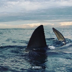 1-(773)Sharks