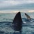 Artwork for 1-(773)Sharks