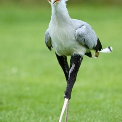 skinny love (bon iver cover)