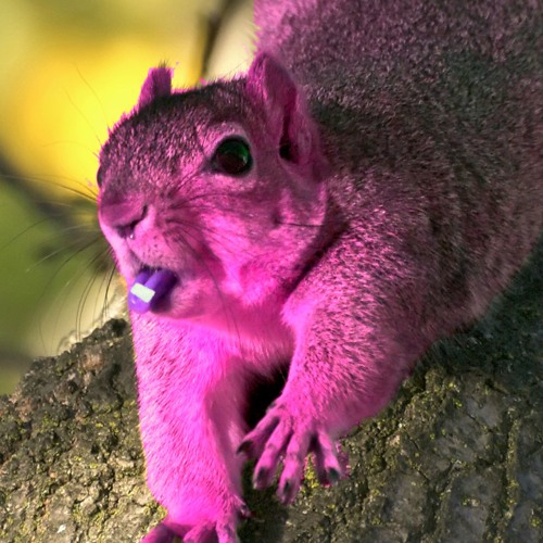 purple squirrel