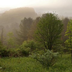 Meadow After Rain
