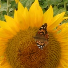 Fall To Pieces (Accoustic Cover)