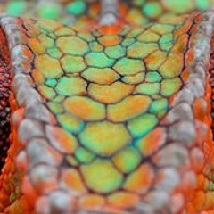 Some Basses for Launch