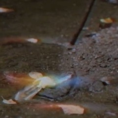 Vexxed - Thank You Sooo Much