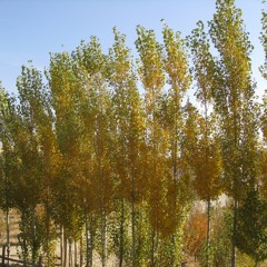 Maza