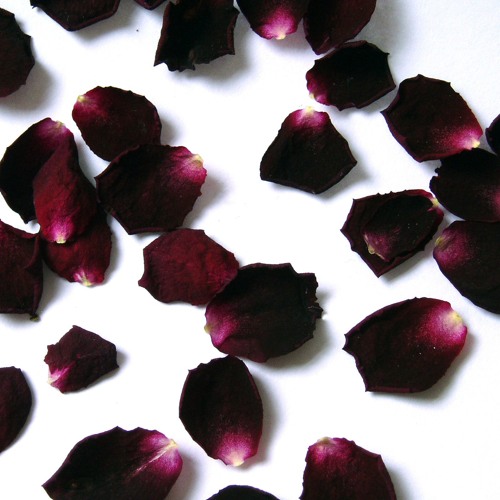 Counting Petals w/ Brady Amour (prod. Sleye)