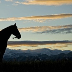 Texas. at High Noon [B U C K  W I L D]