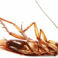 Rolexes, Bimmers & Roaches