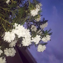 the velvet underground cover - after hours