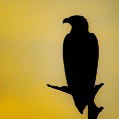 African Fish Eagle Duet At Djoudj Bird Sanctuary