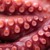 Artwork for Octopus