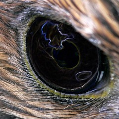 Oeil De Faucon - YNG TARPEI SAWMAL K.R.N Prod. YACK YACK YACK