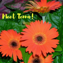 Meet Tenna