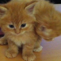 Praises ft Zed Peace (prod. by Izzat)