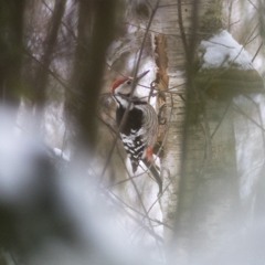 Winter soundscape with White-backed Woodpecker