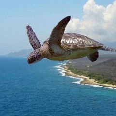 Air Turtle