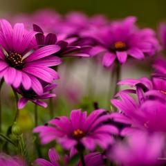 Flёur - Кто-то