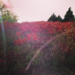 Dreaming my dreams with you. Cranberries cover.