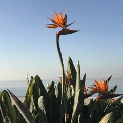 Santa Monica