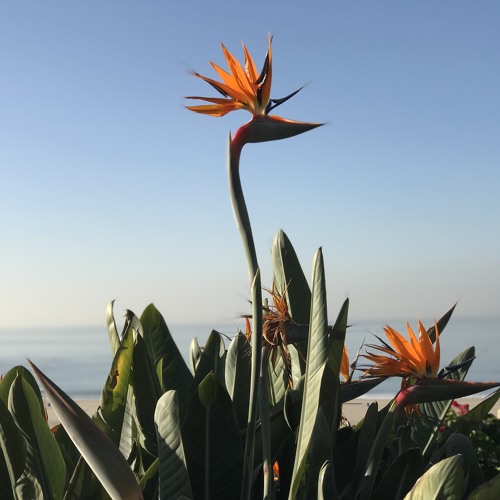 Santa Monica