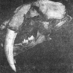 I watch the purple frøm the gluuuuu