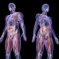 Learn English via Listening Level 1 Unit 34 My Body