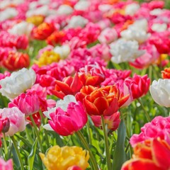 Learn English via Listening Level 1 Unit 26 Flowers