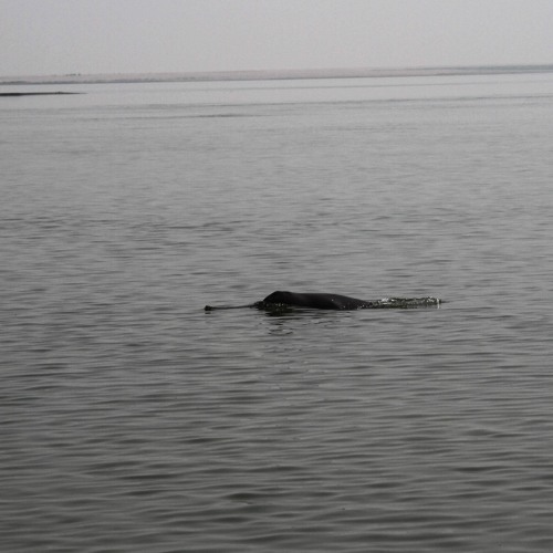 Sounds of the Ganges: The Ganges river dolphin