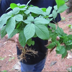 Ginseng: A Mountain Tradition