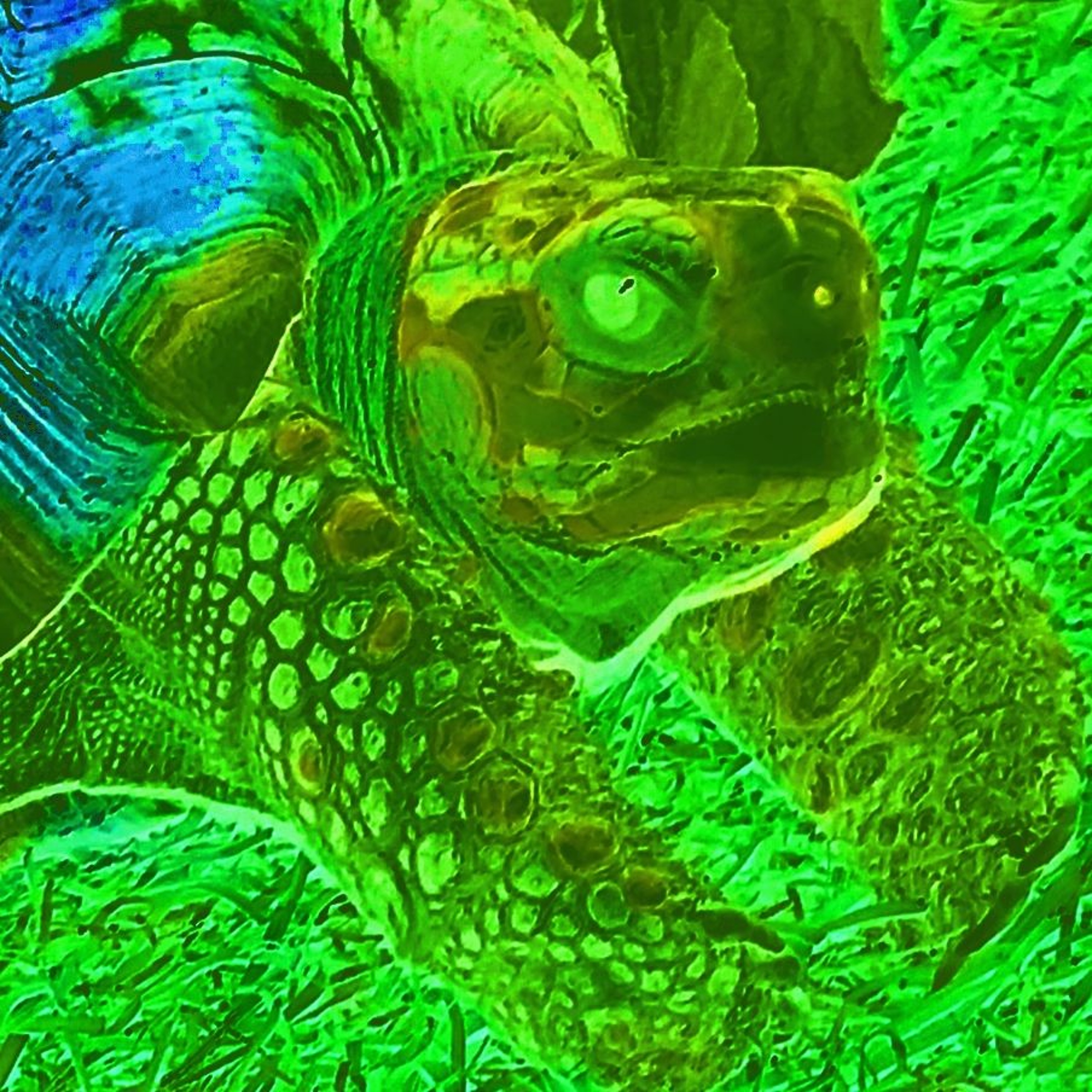 Jabutizilla episode artwork