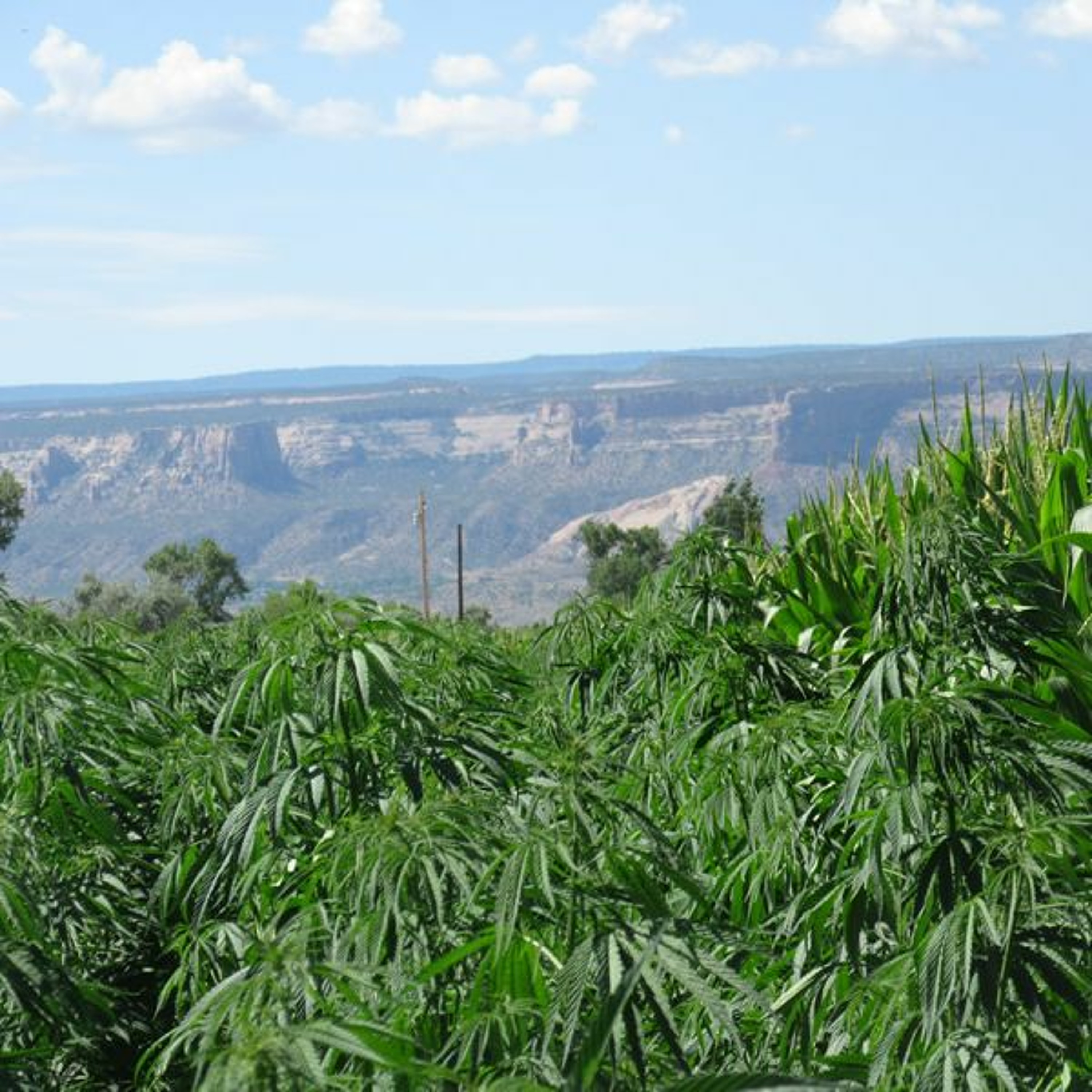 Colorado Company 1st US-Grower of Certified Industrial Hemp Seeds episode artwork