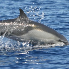 Common Dolphins 1 - 21 - 18 - Drake Bay, Costa Rica