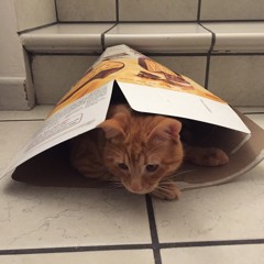 Tripcat in the dark