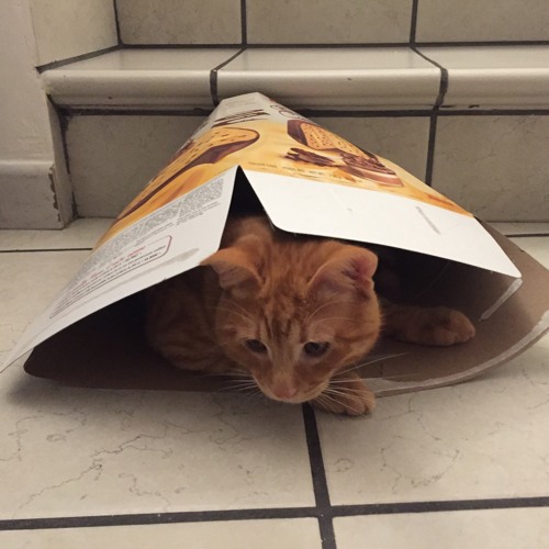 Tripcat in the dark