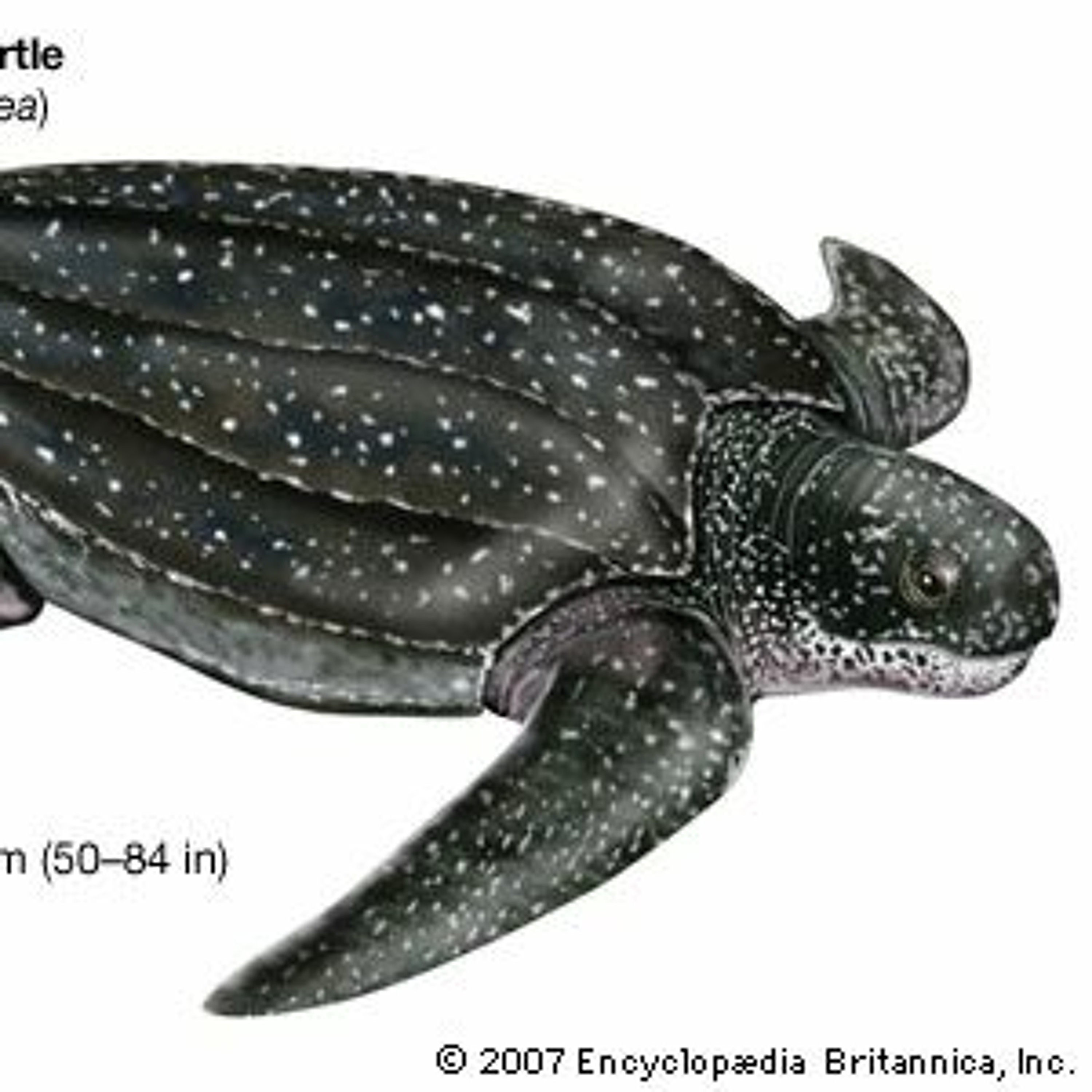 Leatherback Turtle vs. Koala episode artwork