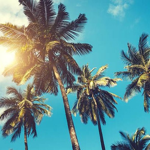 palm trees