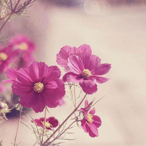 من سورة مريم ...الشيخ عبده عبد الراضى