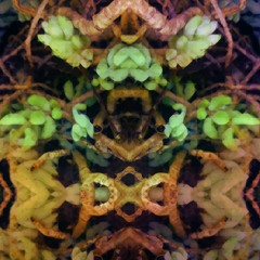 Biodigital Fusion (Free Download)