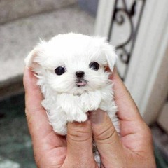 Woof A Fool Believes